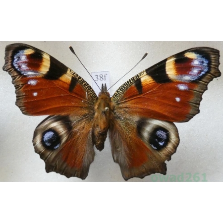 Aglais io (Linnaeus, 1758) Rusałka pawik Czech38f